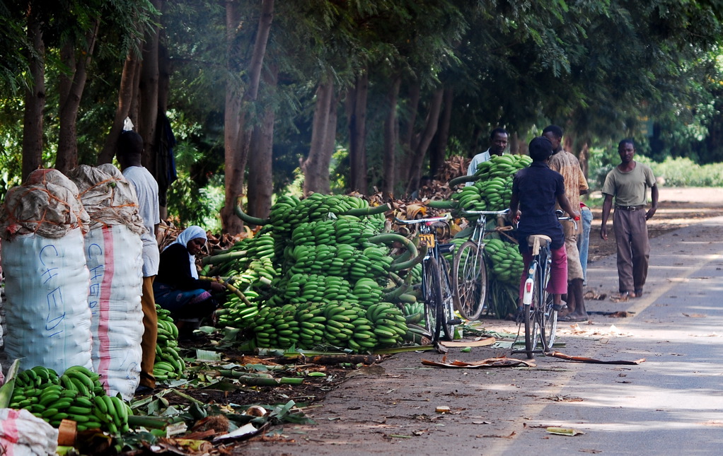 Tanzanie pays de la banane _John Williams