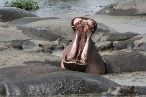 Hippopotame_photo_de_Alan_Walker