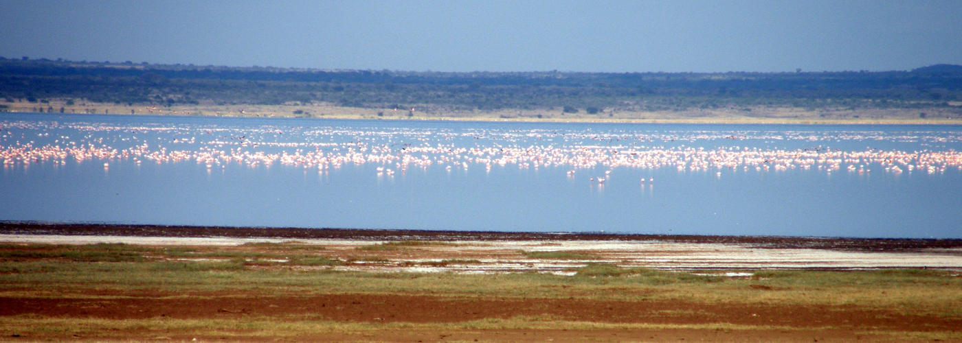 Pink flamingoes