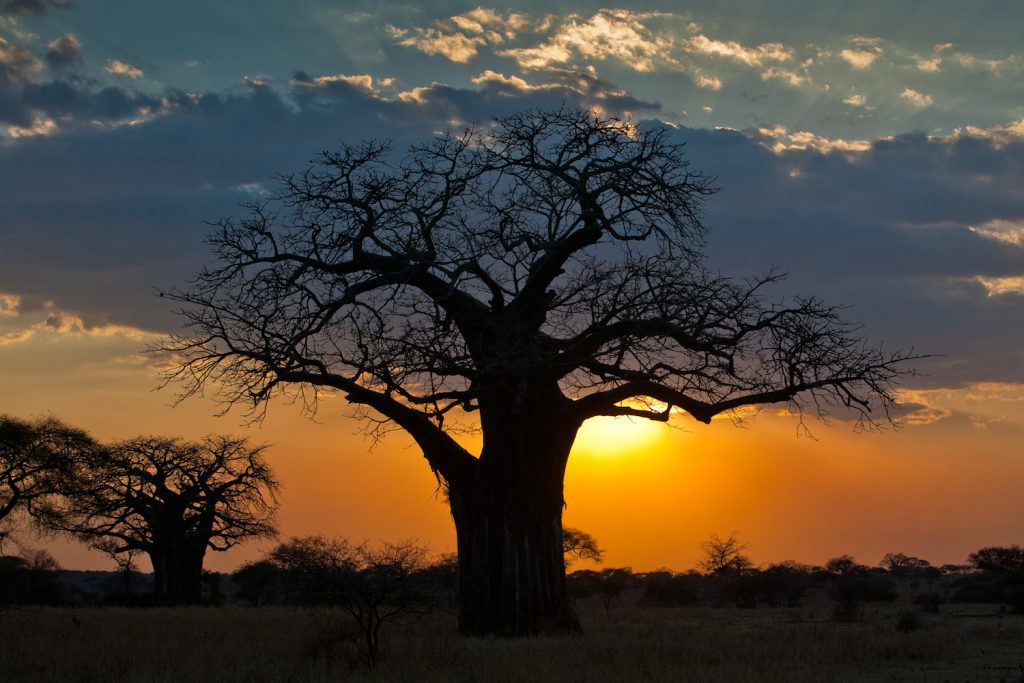 Baobab sunset by Mike Price