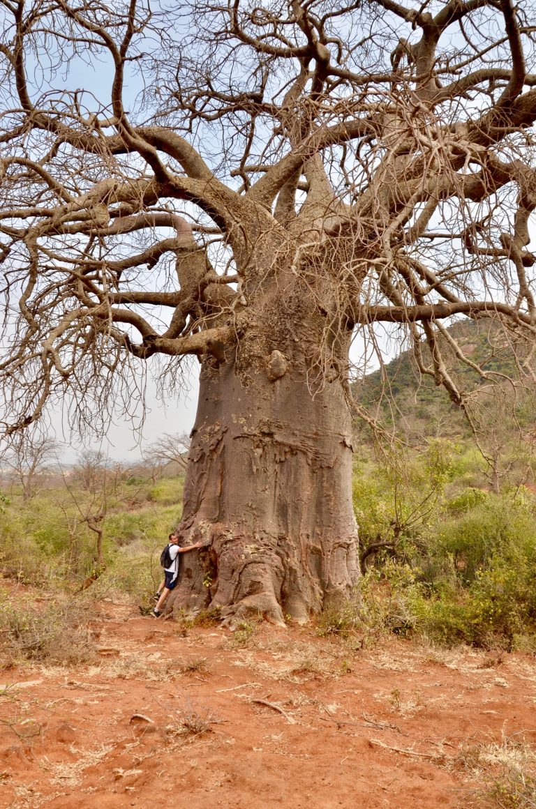 Baobab: Iconic Tree Of Africa - Blog | Summit Expeditions & Nomadic ...