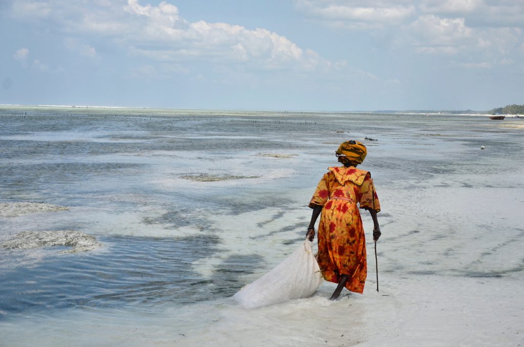 Woman collecting algae, Zanzibar by Nathalie Pigache