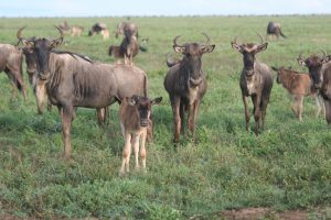 Baby Wildebesst by Van Grotenhuis