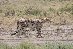 Cheetah by Paul O Shea
