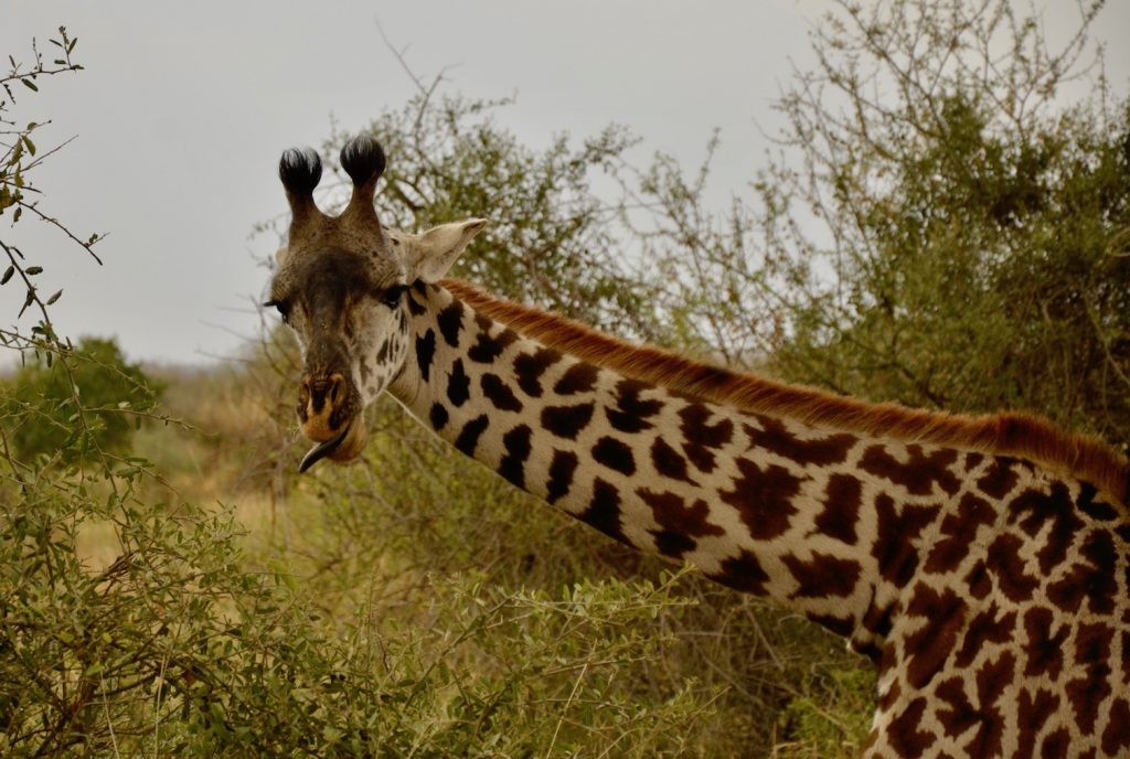 Giraffe Blue Tongue