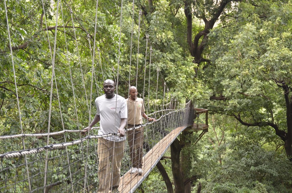 Treetop walkway