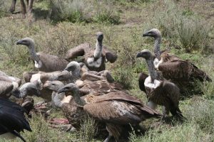 Vultures by Alan Walker