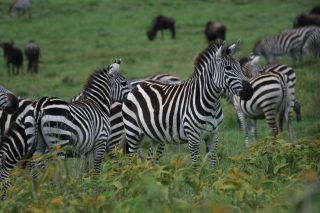 Group of Zebras on a green prairie by Van Grotenhuis