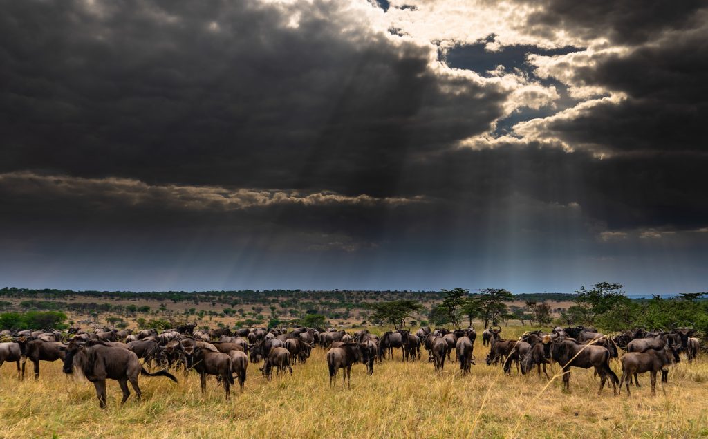 Wildebeest and dark sky