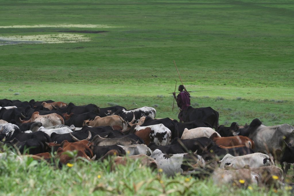 Maasai and their livestock in the Ngorongoro Crater
