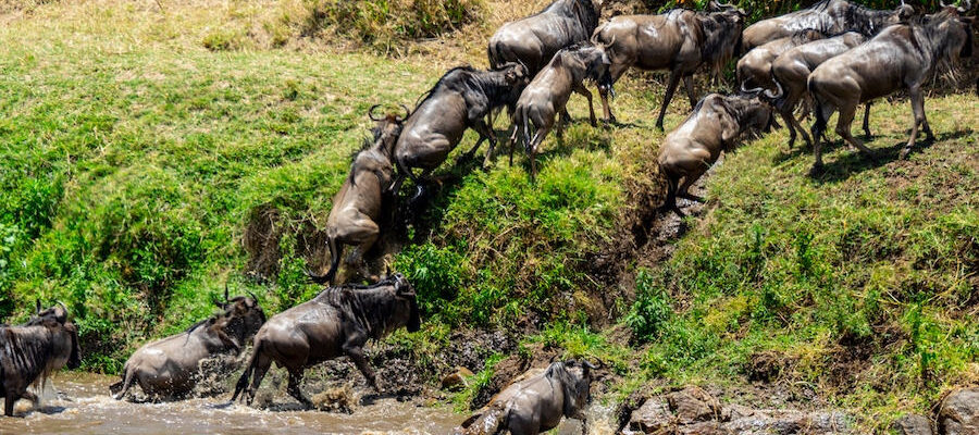 Serengeti Wildebeest Migration