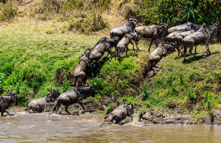 Serengeti Wildebeest Migration